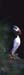 IS91_15_08mp