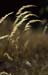 GrasGegenlicht_600dpi