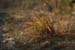 HerbstGras