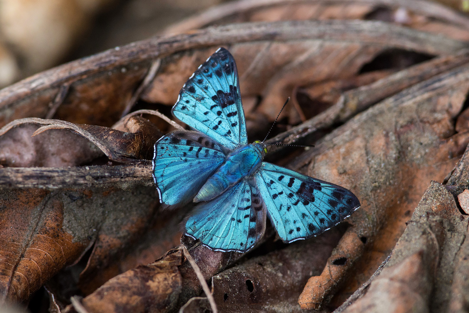 Lasaia agesilas