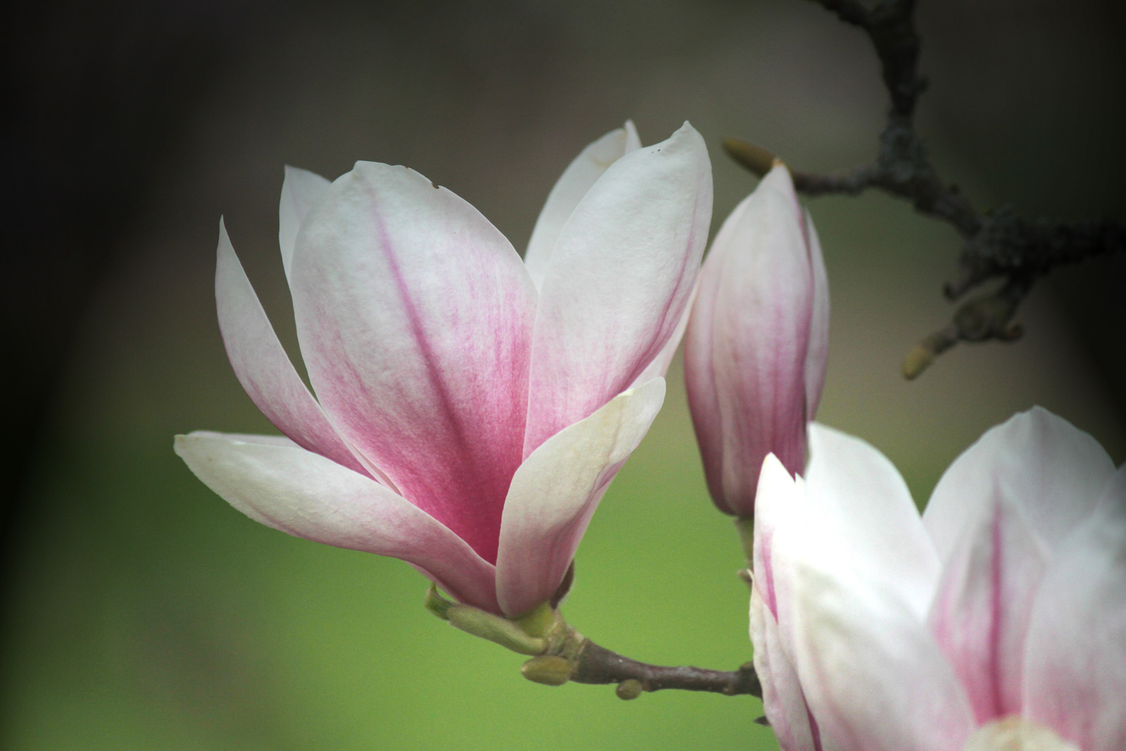 Magnolie