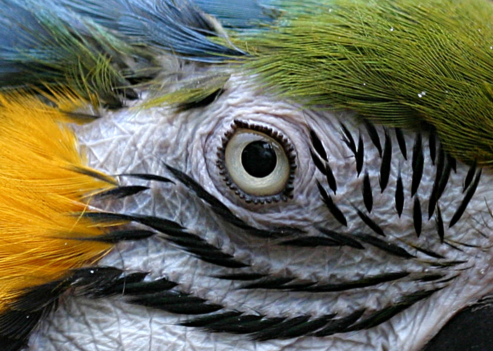 Araauge