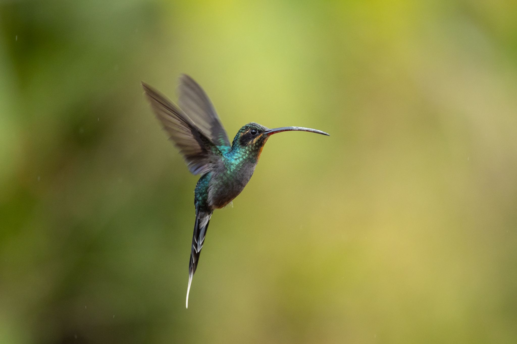 Green Hermit