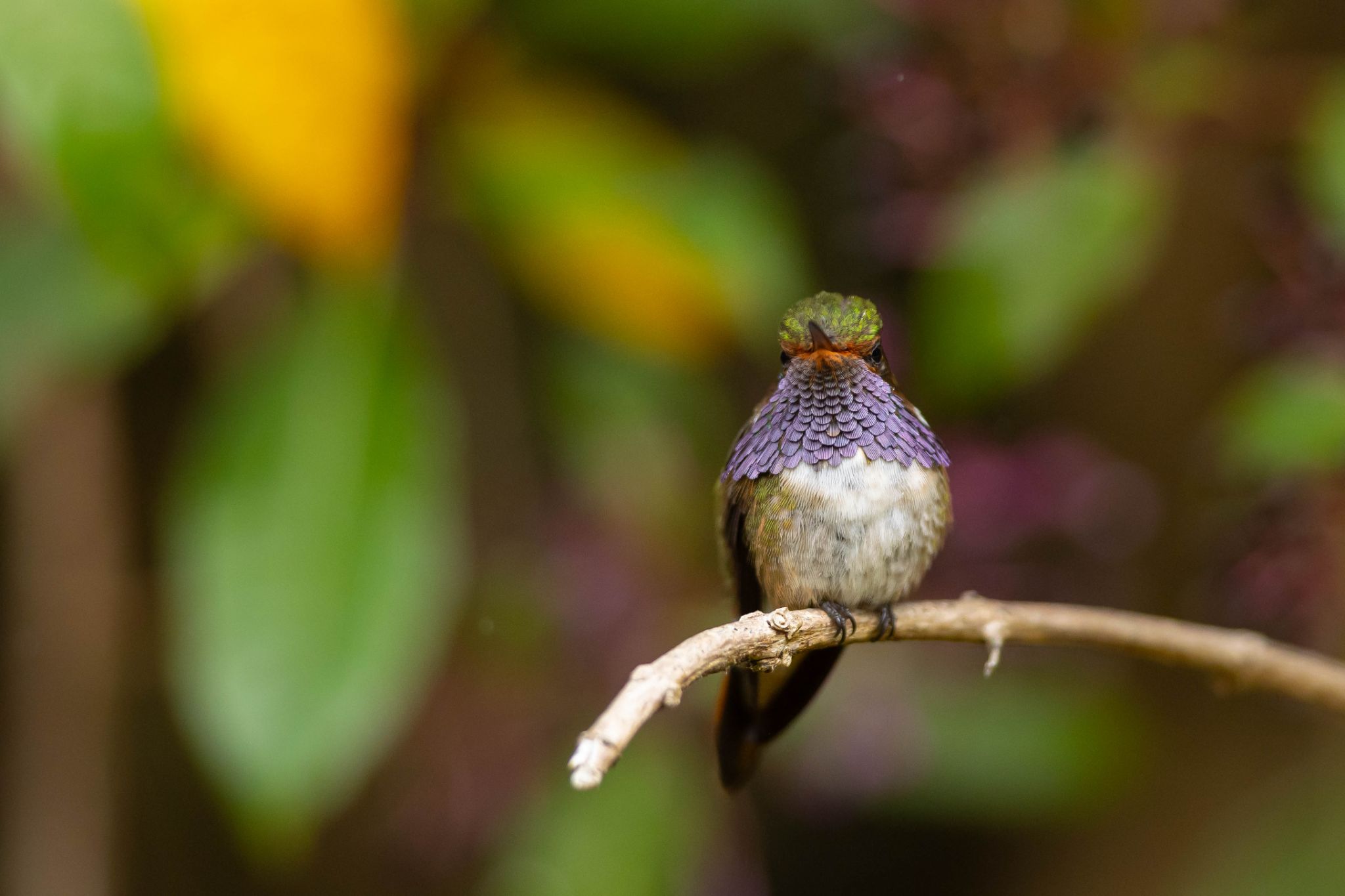 Volcano Hummingbird