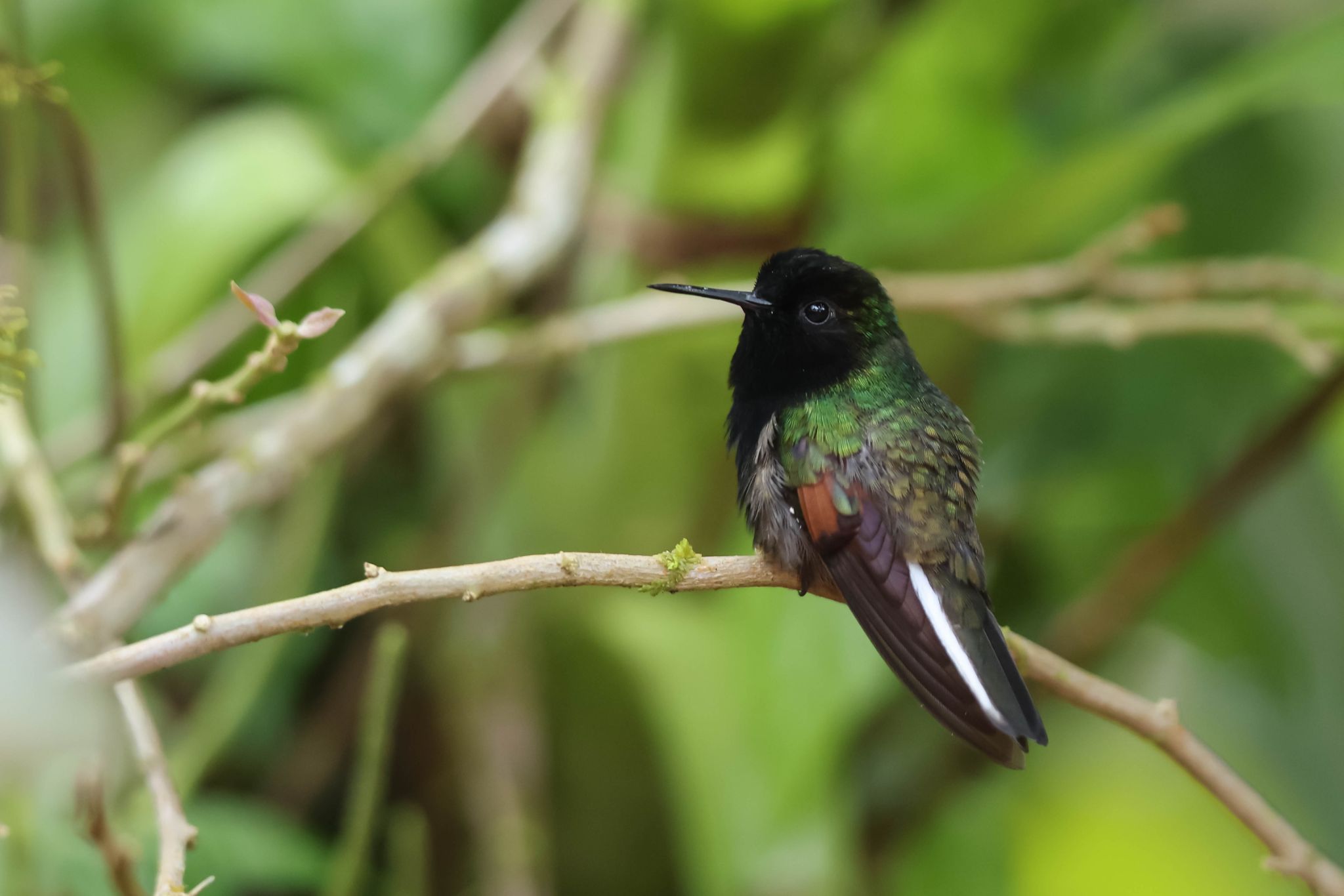 Black bellied Hummingbird