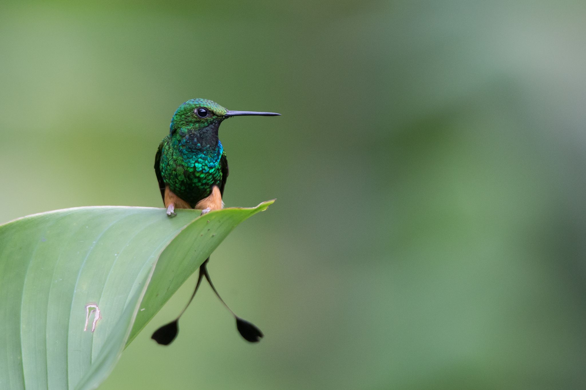 Booted Rackettail