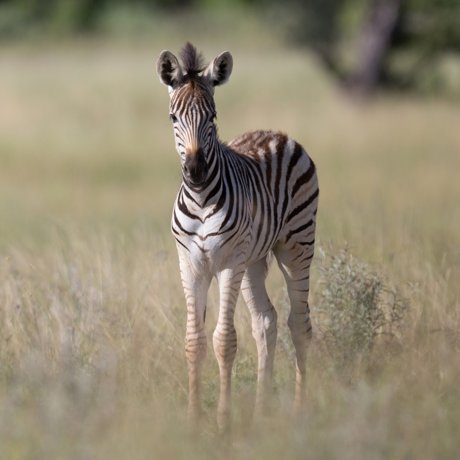 Zebrababy