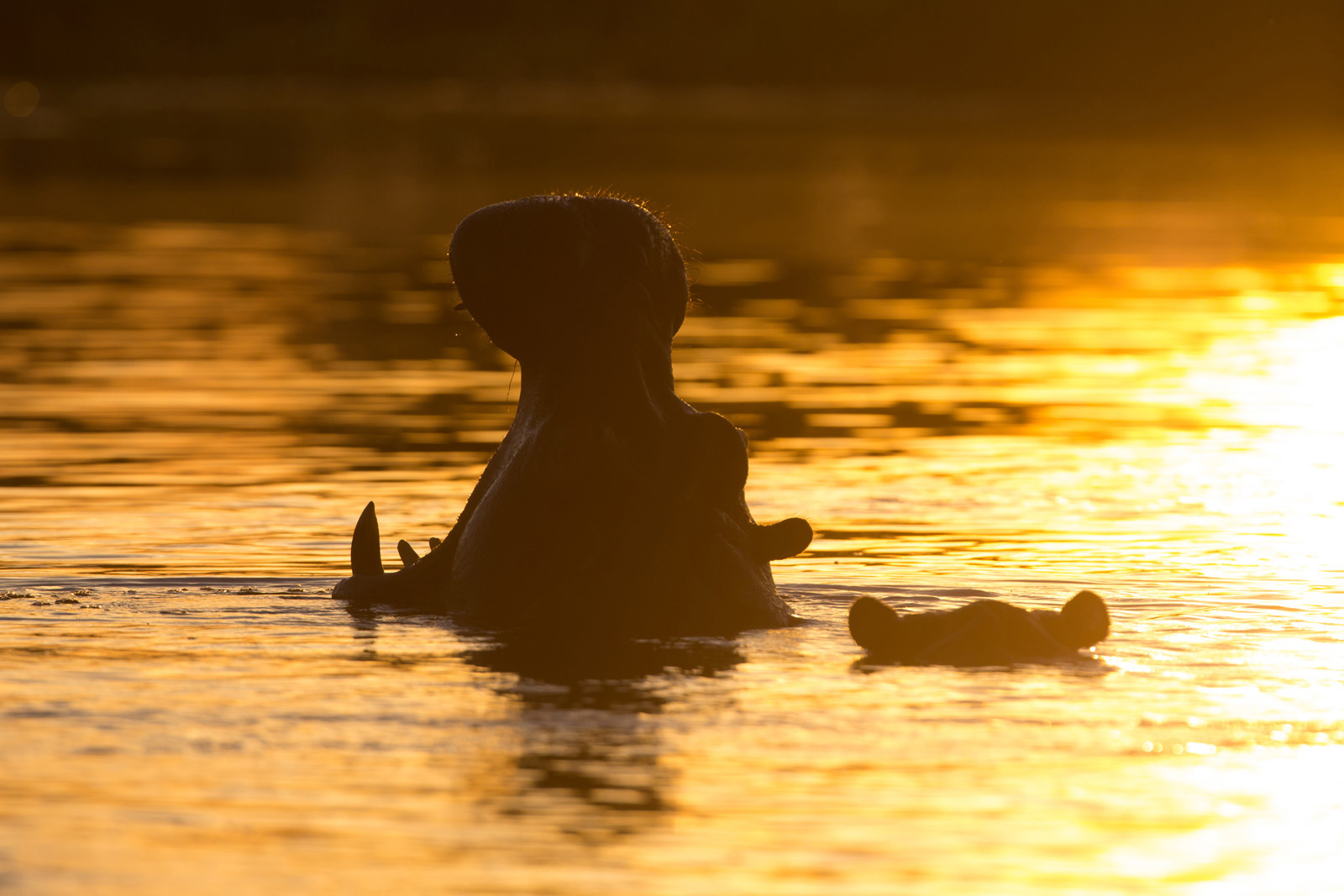 Sunset am Hippopool