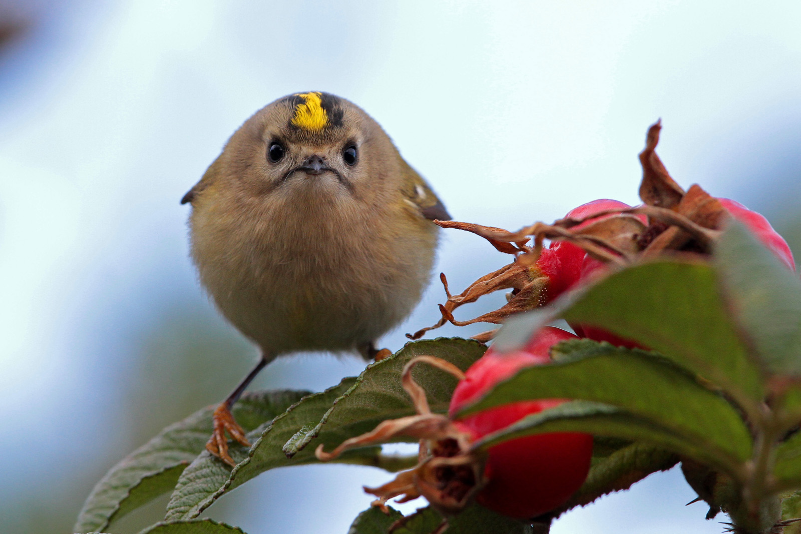 Wintergoldhähnchen