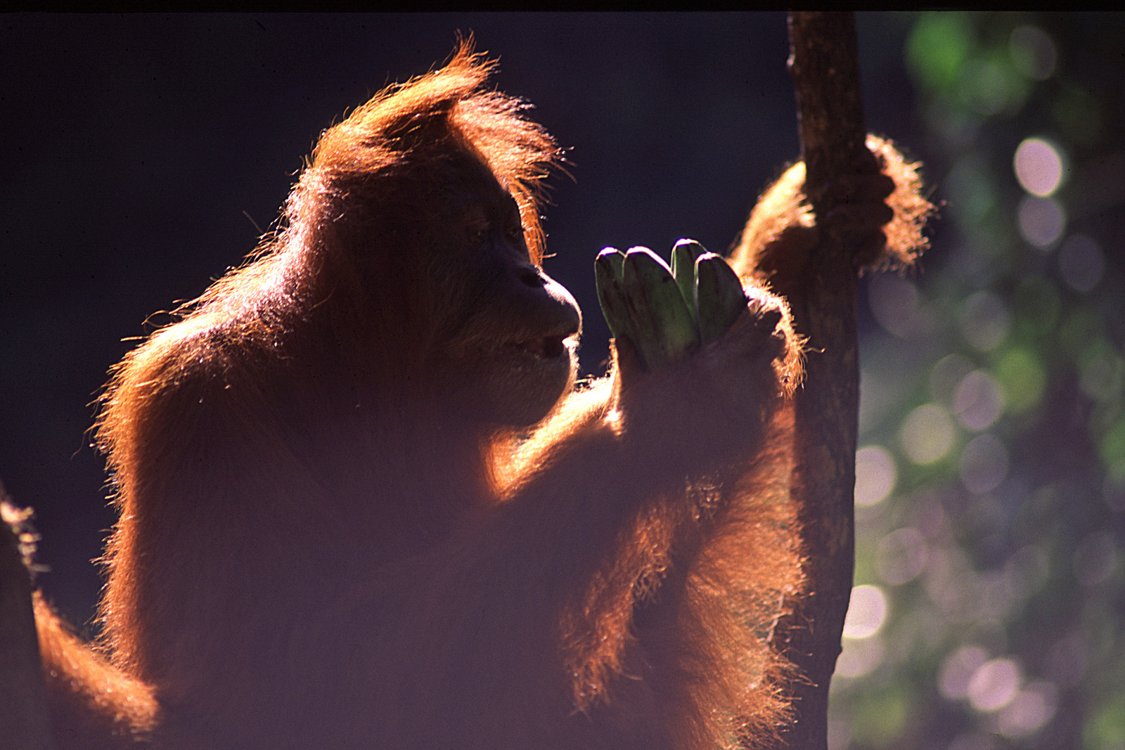 Orang hat Hunger