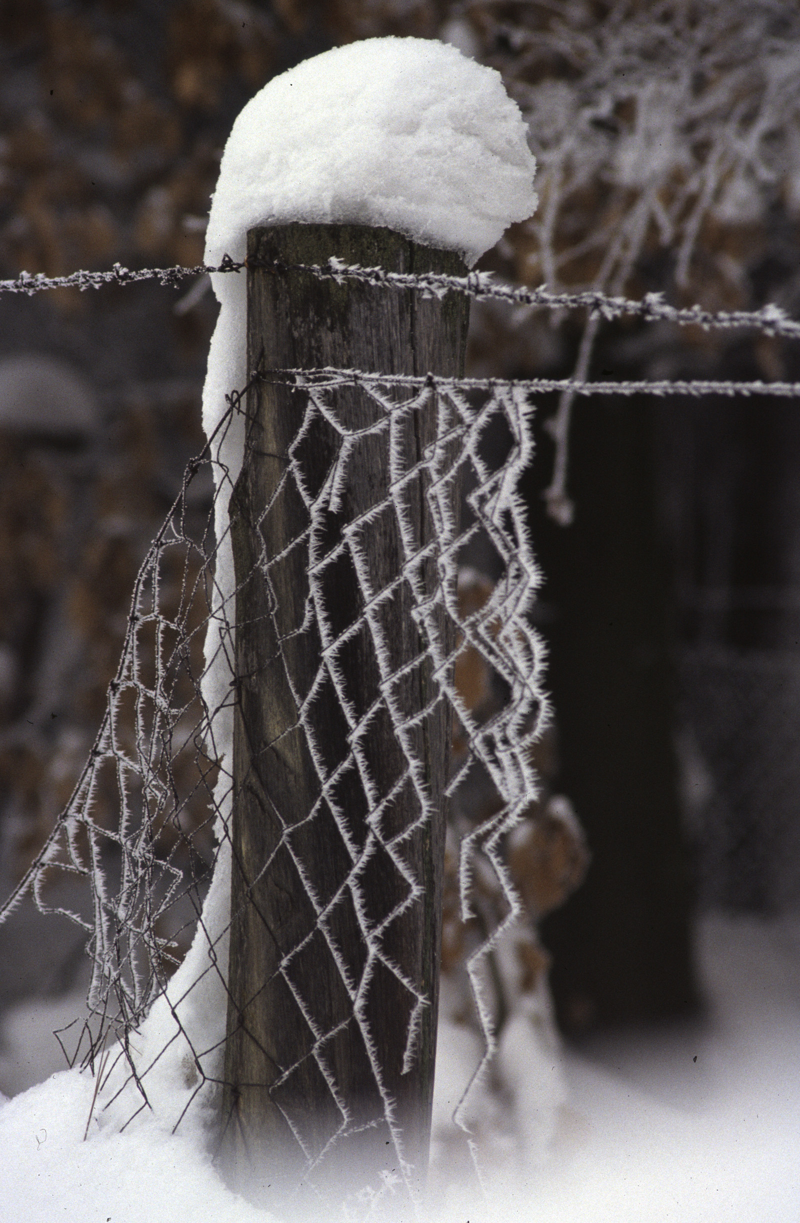 Winterpfahl