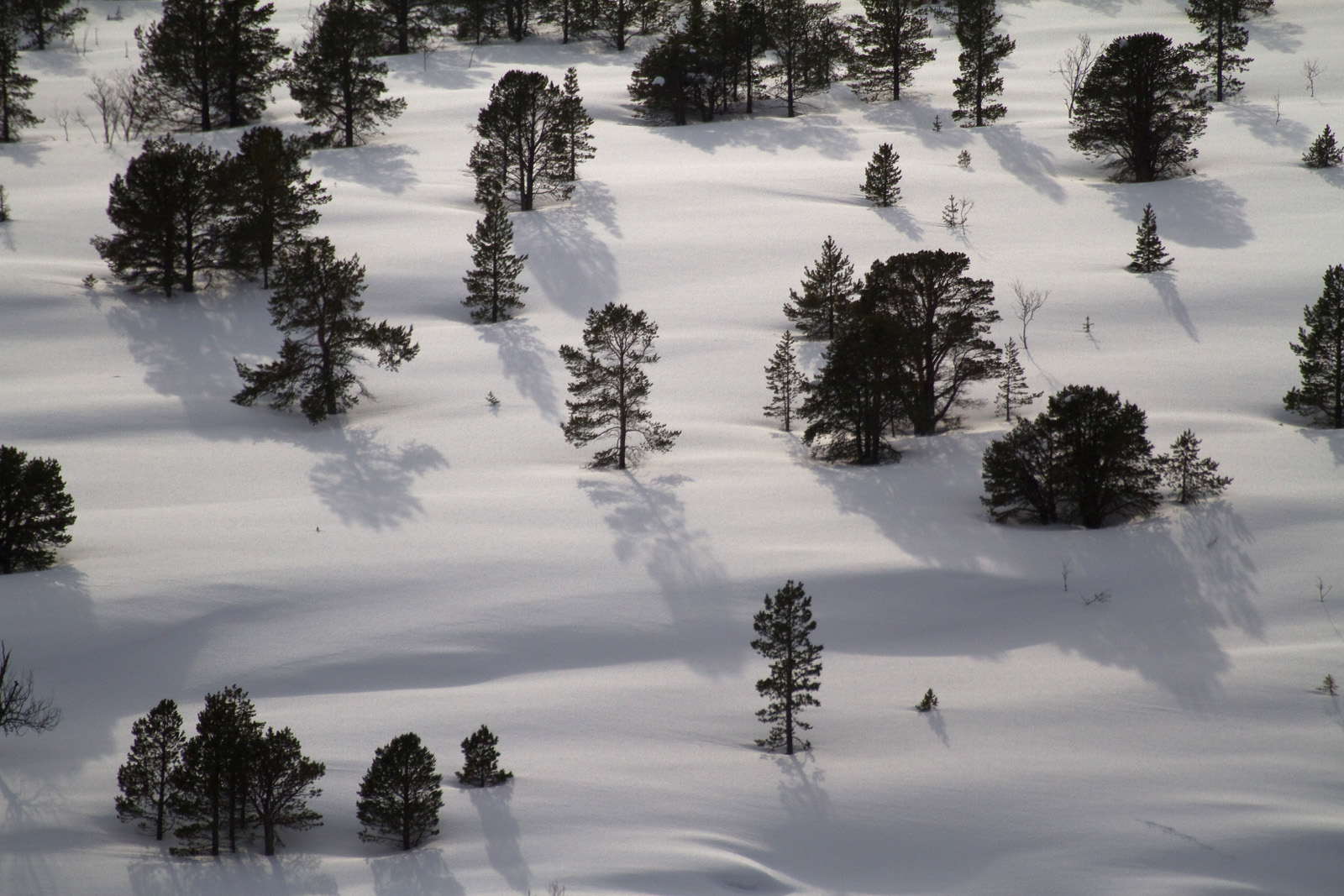 Wald im Schnee