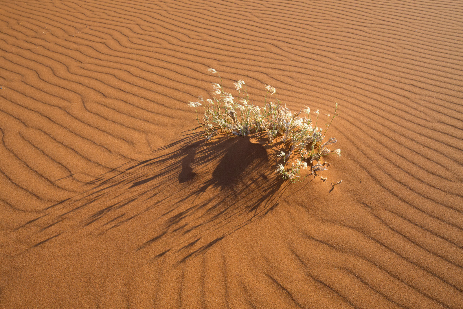 Living Desert